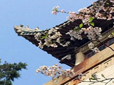 武漢大學(xué)櫻花