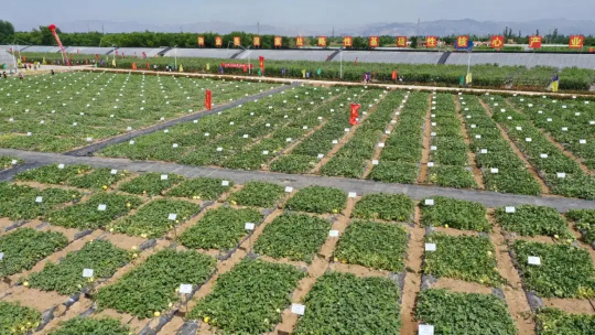 【鄉村振興]】聚焦五大著力點 繪就鄉村振興圖