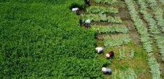 【湖北鄉(xiāng)村振興】湖北采用標(biāo)準(zhǔn)化種植“蘄艾”助力鄉(xiāng)村振興